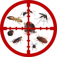 1418182467-home-trusted-pest-control-082-284-1241